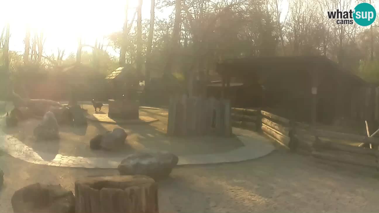 Zoo Zagreb – Brown Capuchin