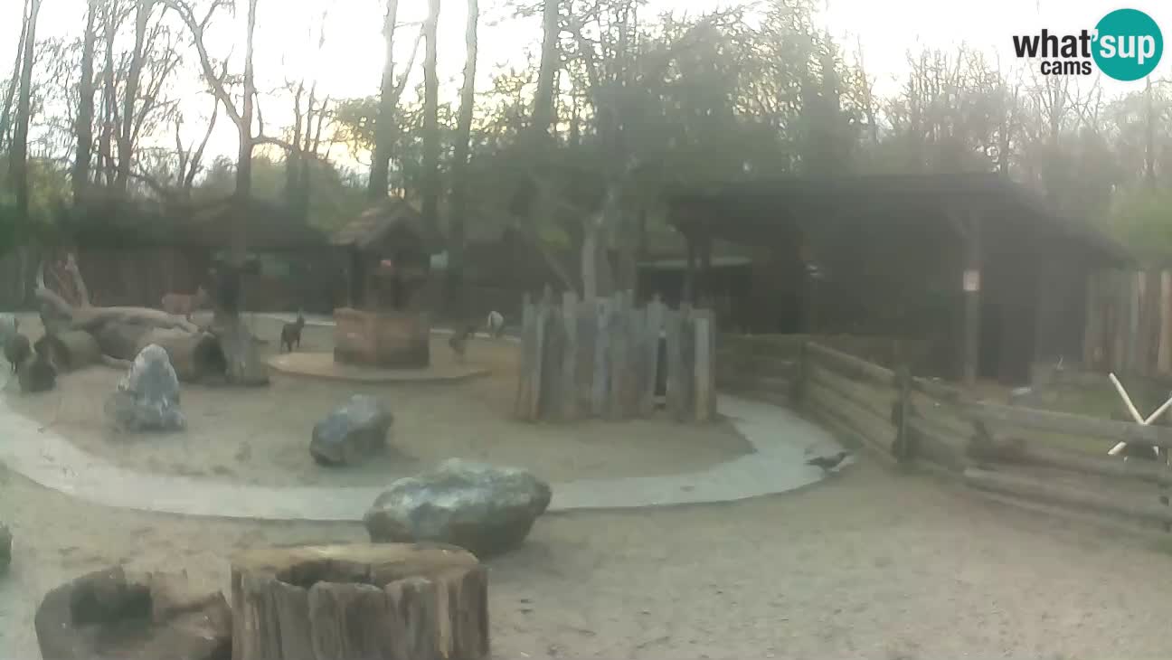 Zoo Zagreb – Haubenkapuziner