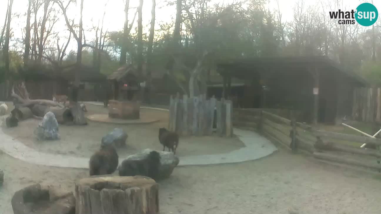 Zoo Zagreb – Brown Capuchin