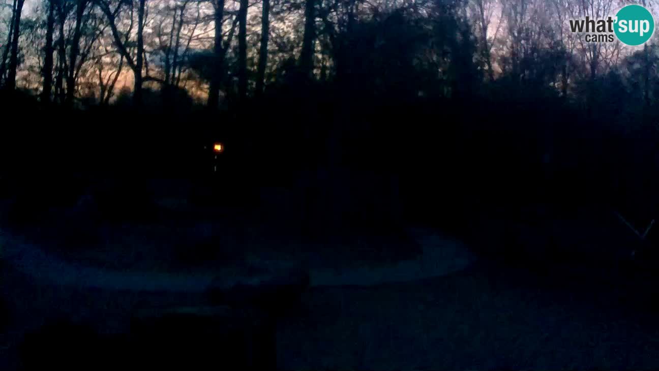 Zoo Zagreb – Brown Capuchin