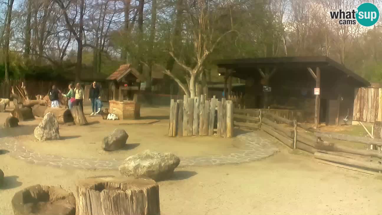 Zoo Zagreb – Brown Capuchin