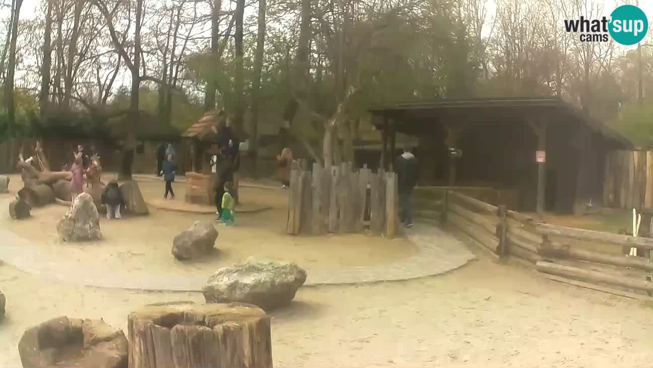 Zoo Zagreb – Brown Capuchin