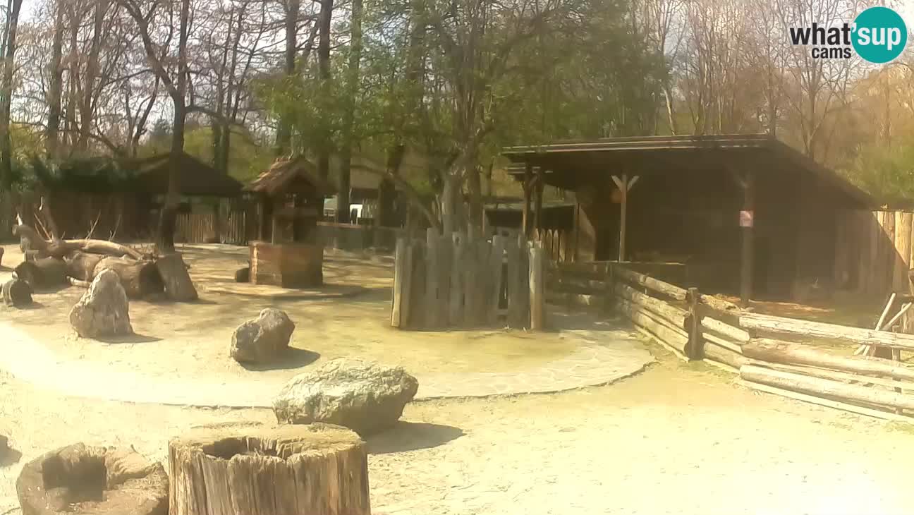 Zoo Zagreb – Brown Capuchin