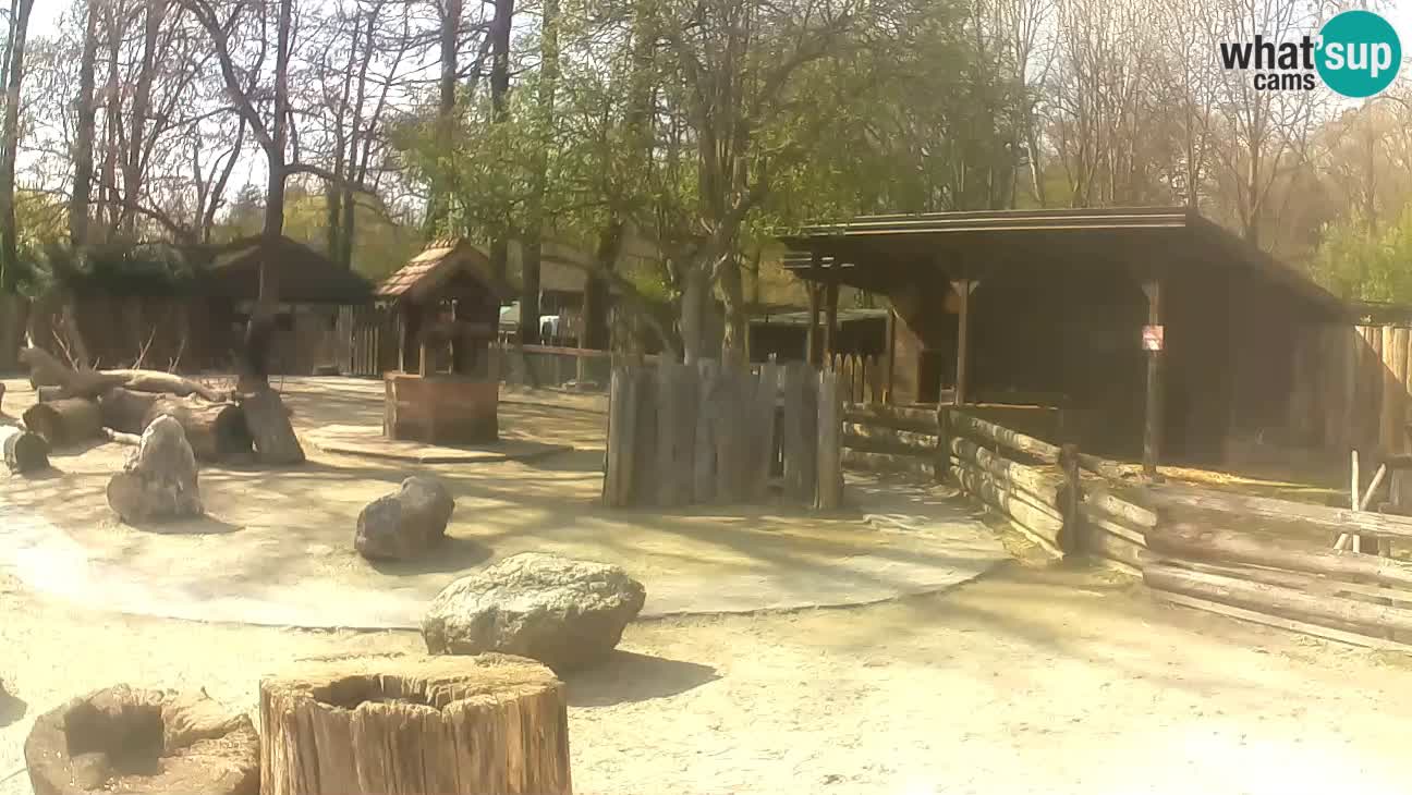 Zoo Zagreb – Brown Capuchin