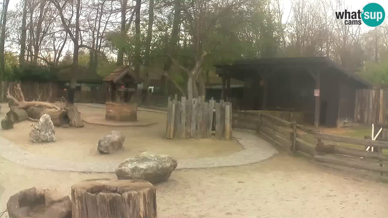 Zoo Zagreb – Brown Capuchin