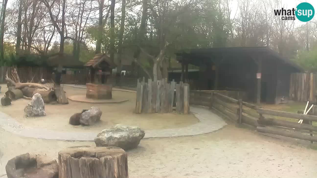 Zoo Zagreb – Cebo dai cornetti