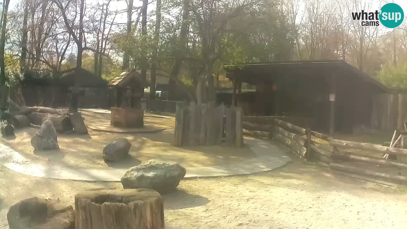 Zoo Zagreb – Brown Capuchin