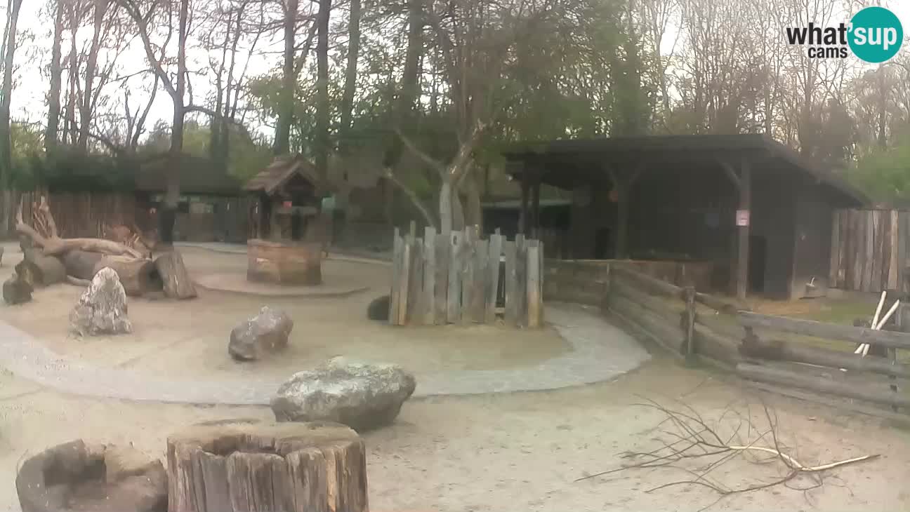 Zoo Zagreb – Brown Capuchin