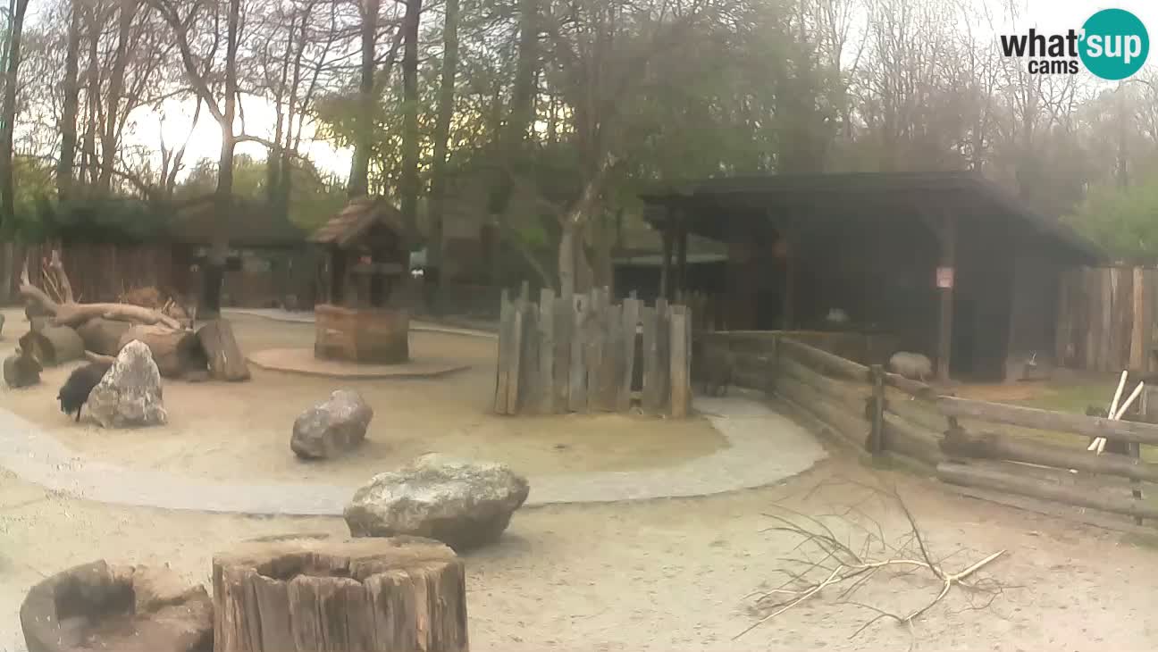 Zoo Zagreb – Brown Capuchin