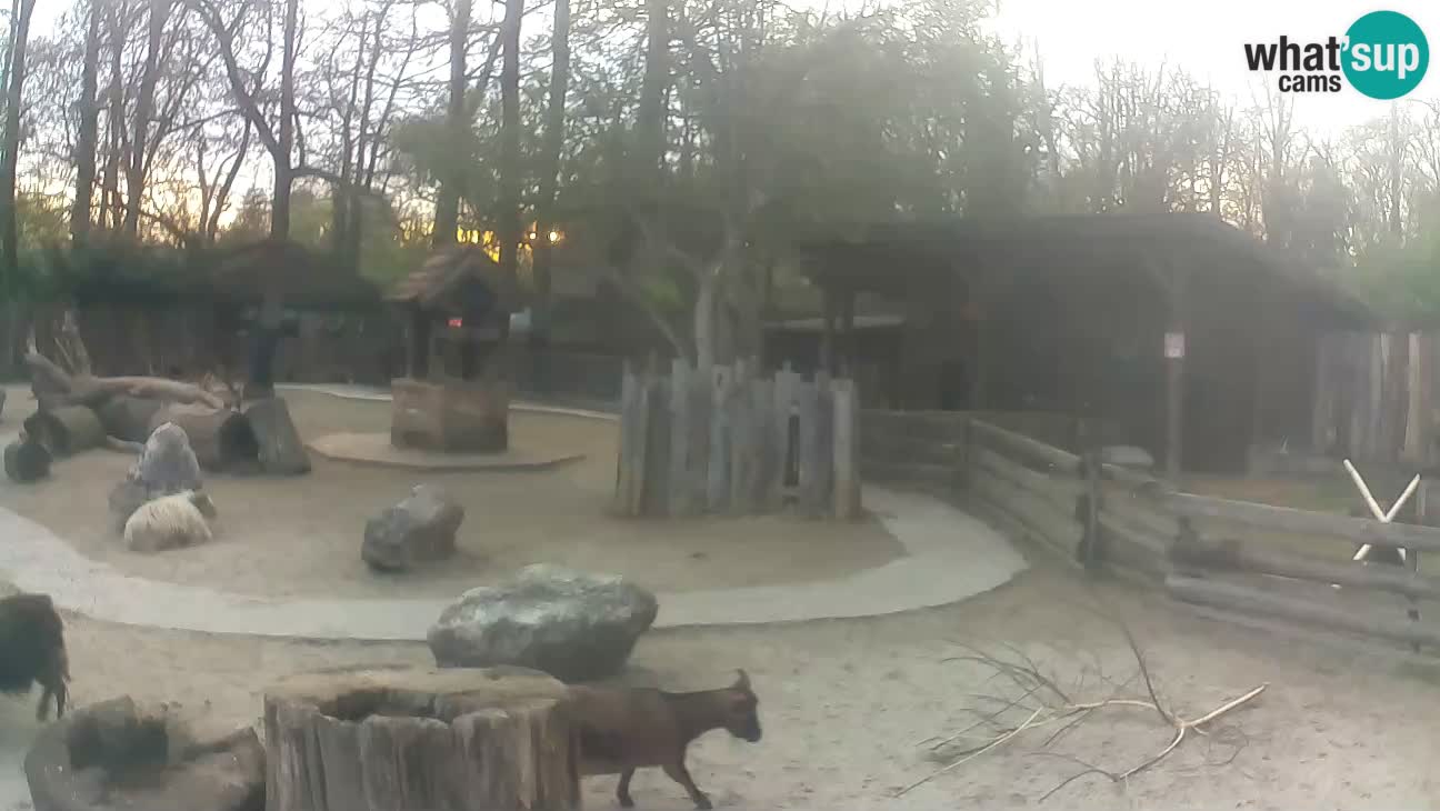 Zoo Zagreb – Brown Capuchin