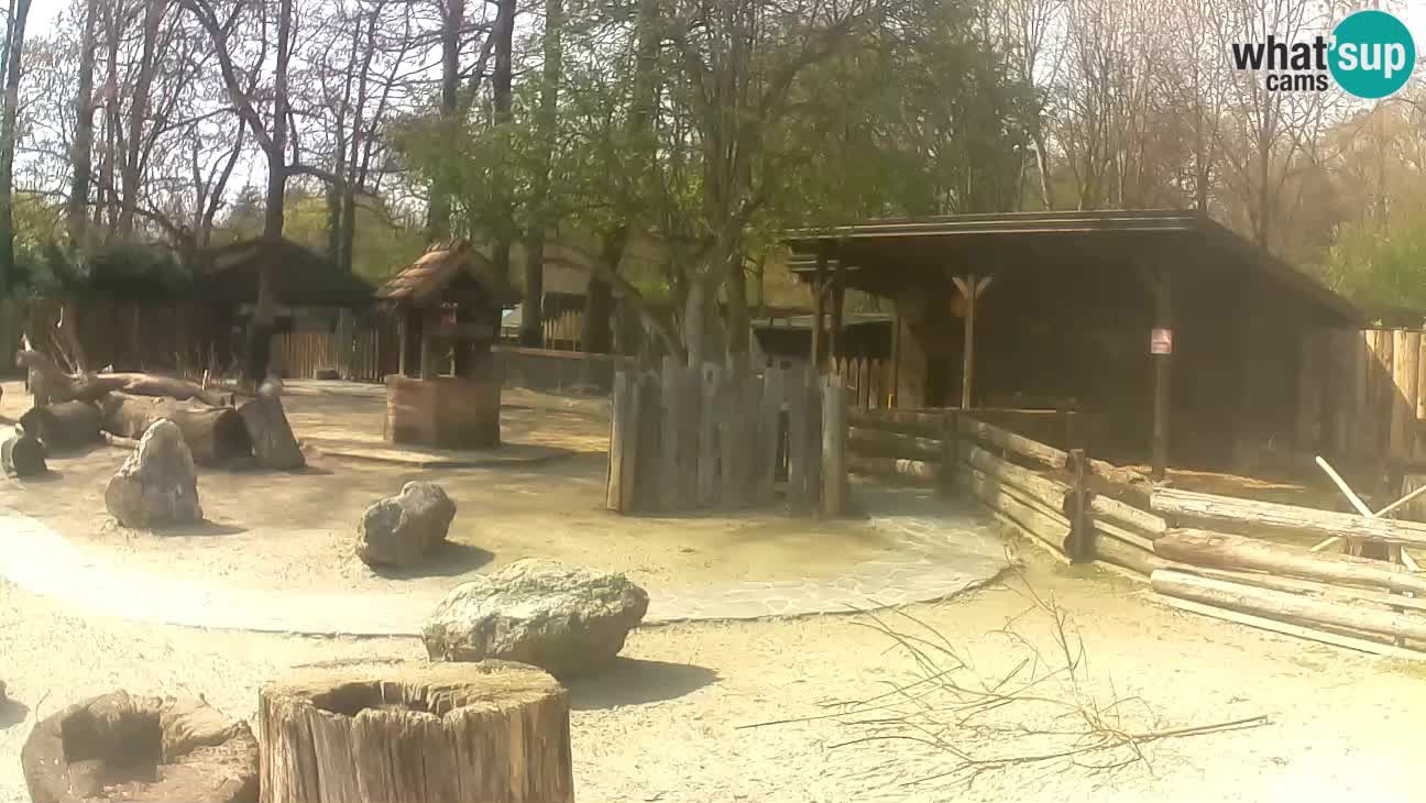 Zoo Zagreb – Haubenkapuziner