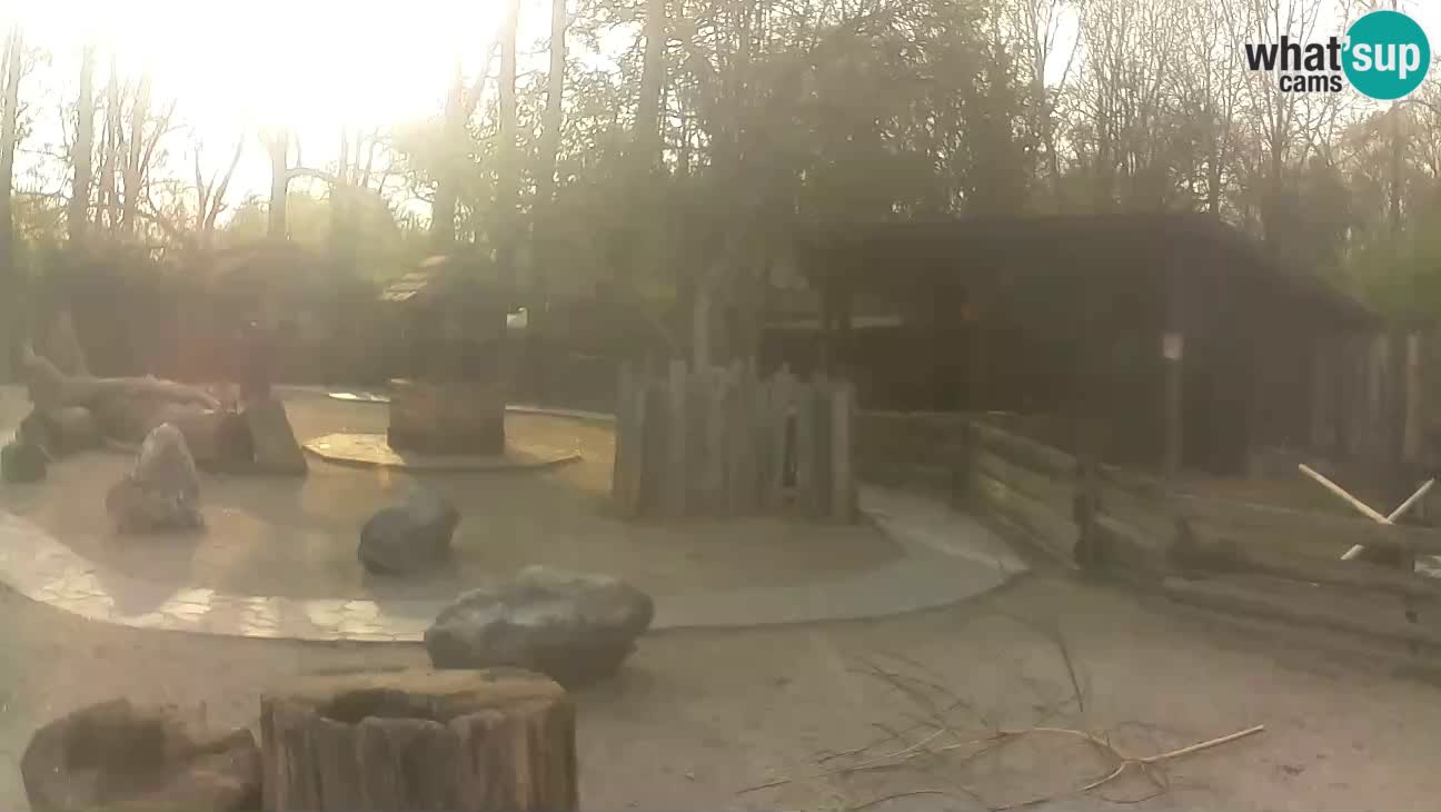 Zoo Zagreb – Brown Capuchin