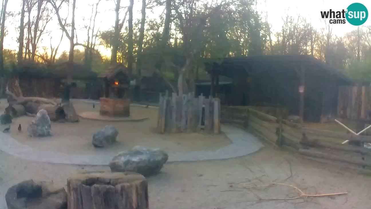 Zoo Zagreb – Brown Capuchin