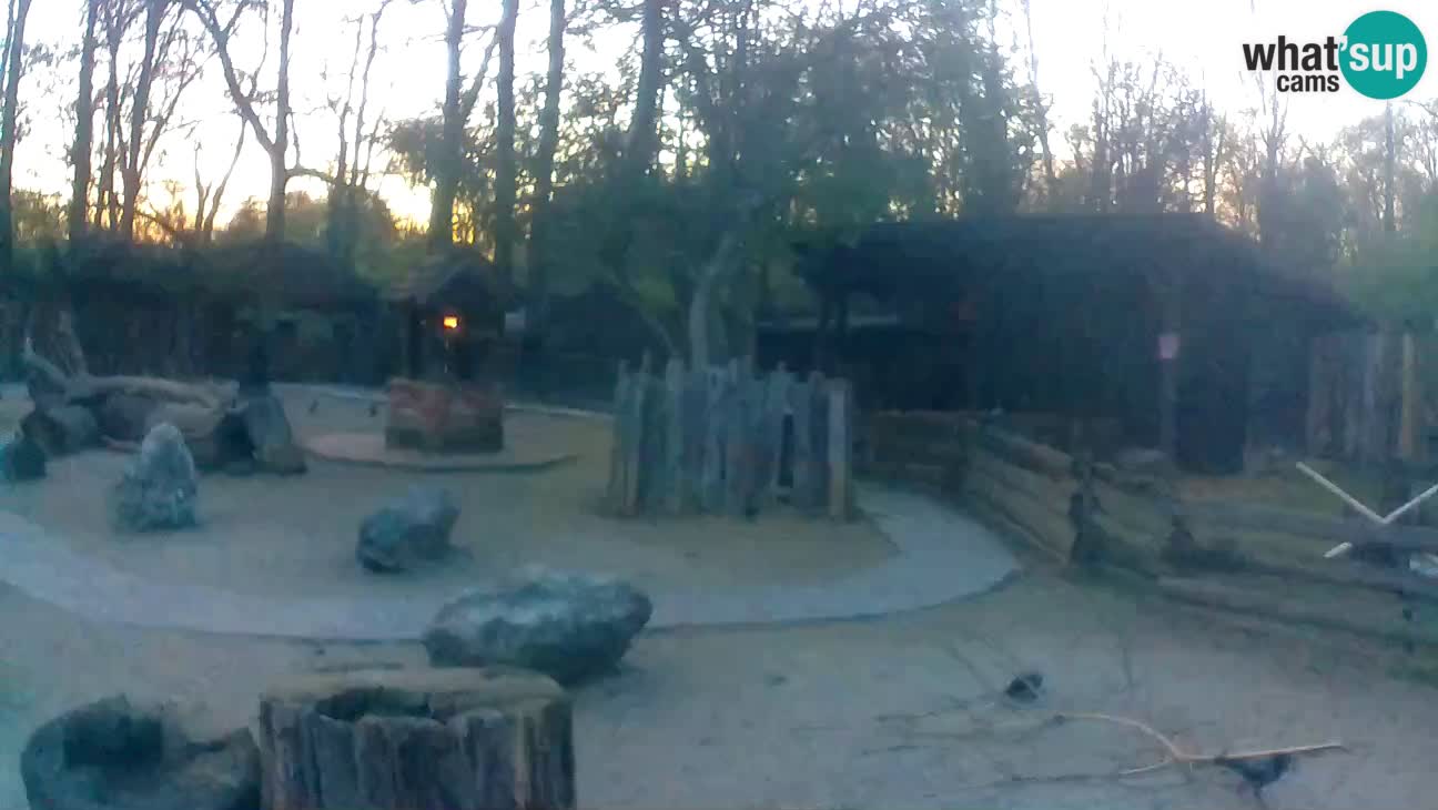 Zoo Zagreb – Brown Capuchin