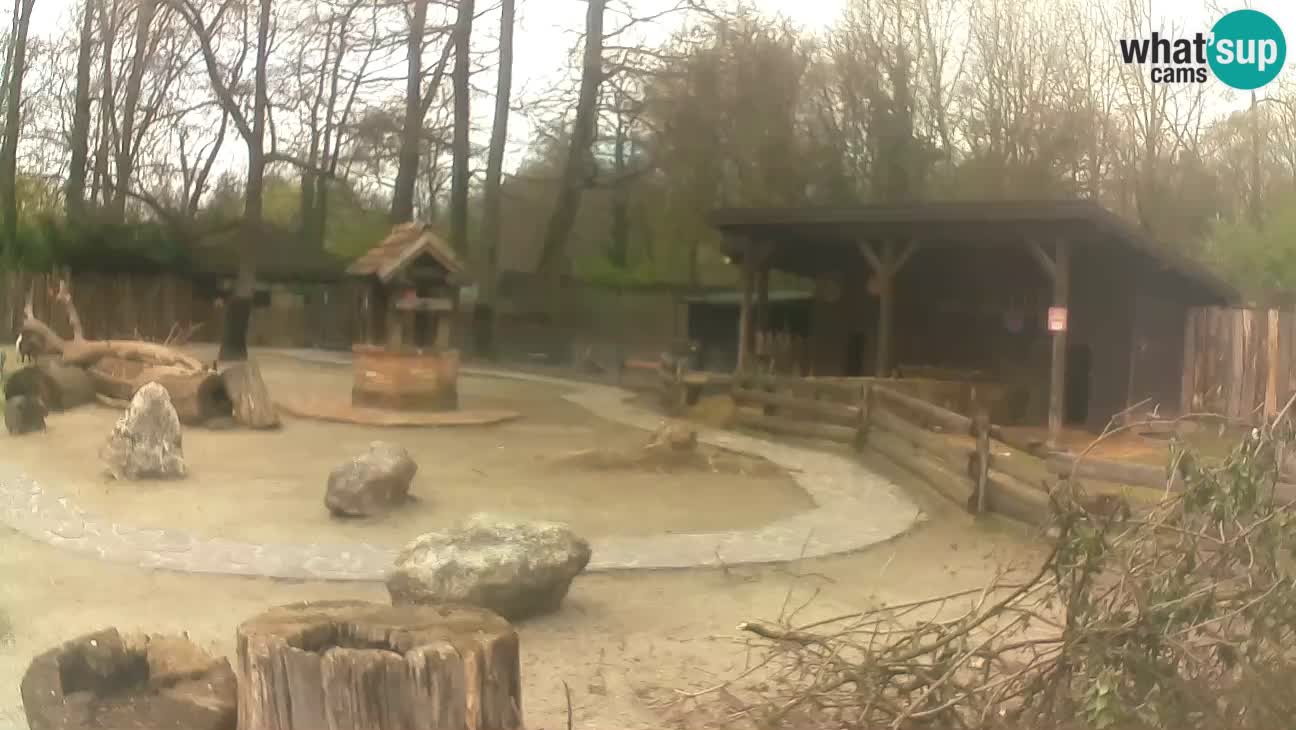 Zoo Zagreb – Brown Capuchin