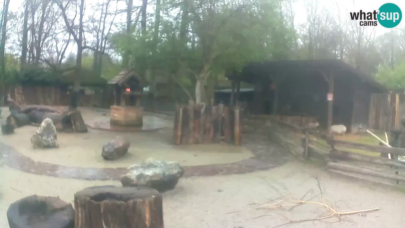 Zoo Zagreb – Brown Capuchin