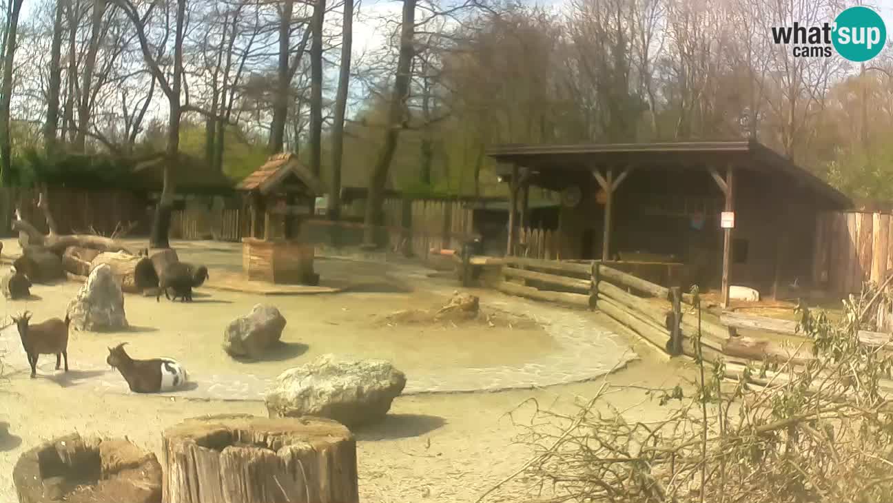 Zoo Zagreb –  Mono maicero