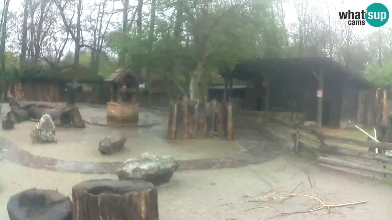 Zoo Zagreb – Cebo dai cornetti