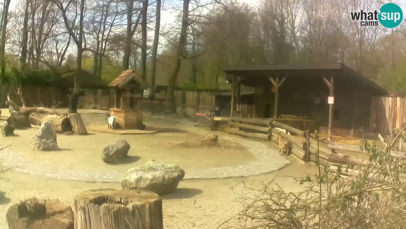 Zoo Zagreb – Rjava kapucinka