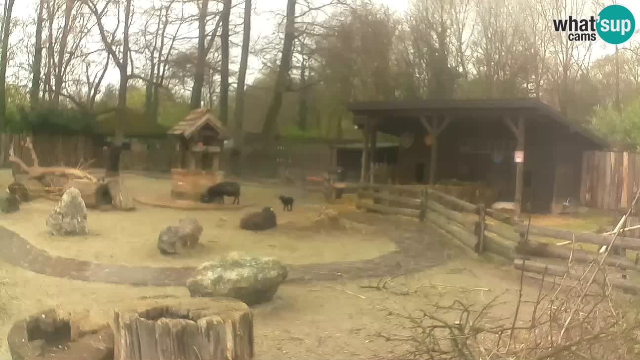 Zoo Zagreb – Brown Capuchin