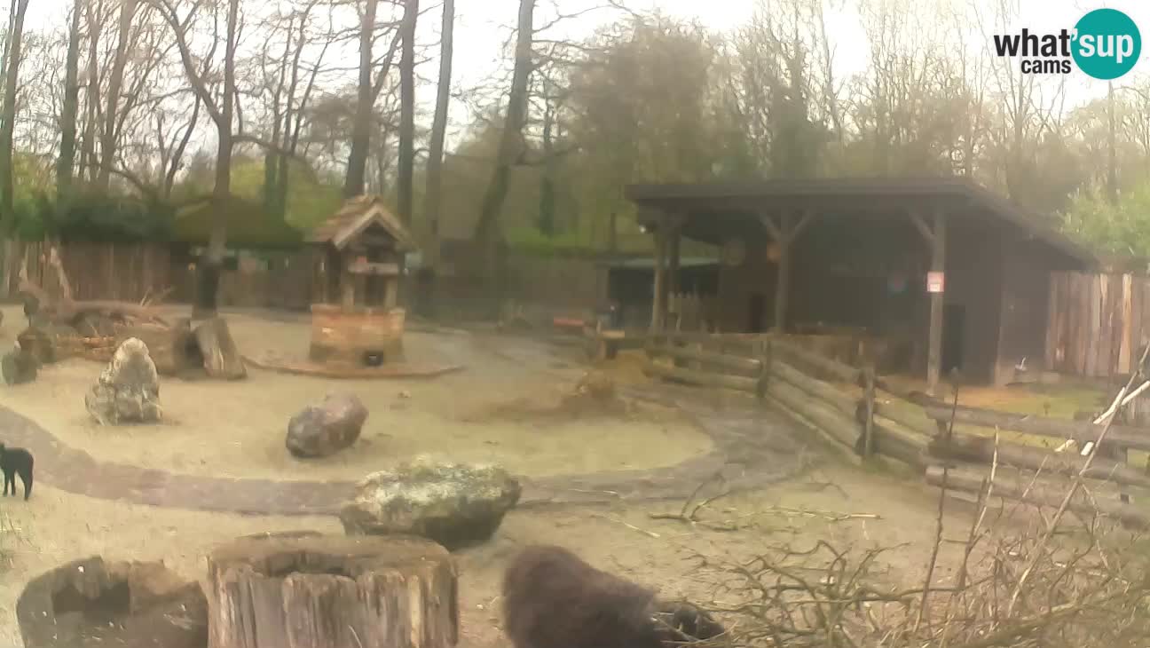 Zoo Zagreb – Brown Capuchin