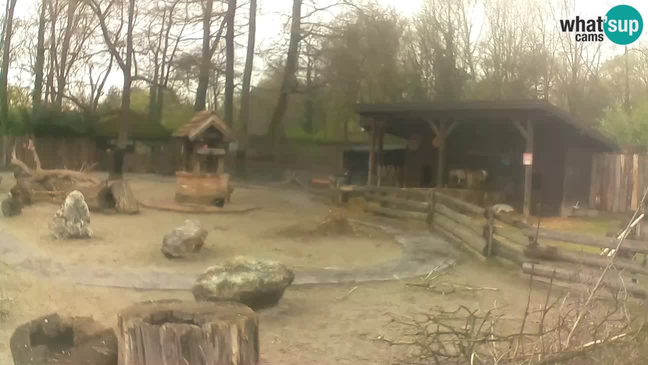 Zoo Zagreb – Brown Capuchin