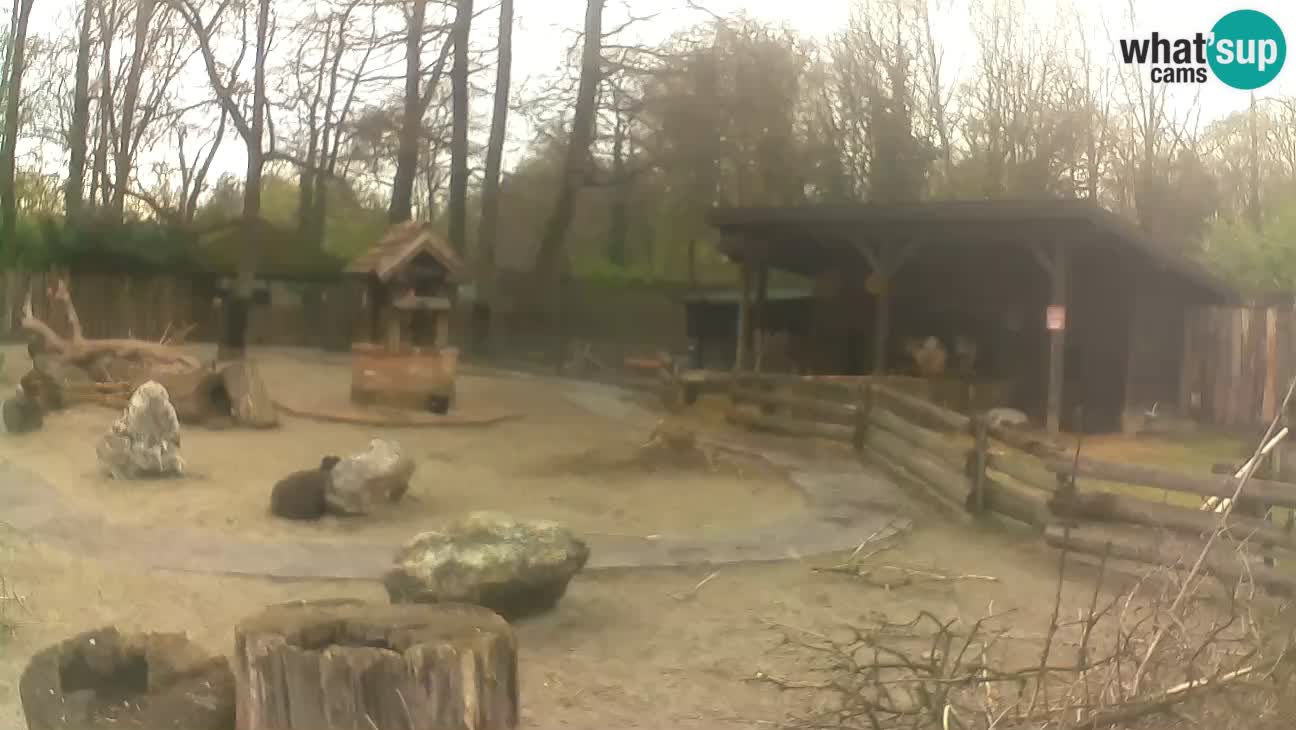 Zoo Zagreb – Brown Capuchin