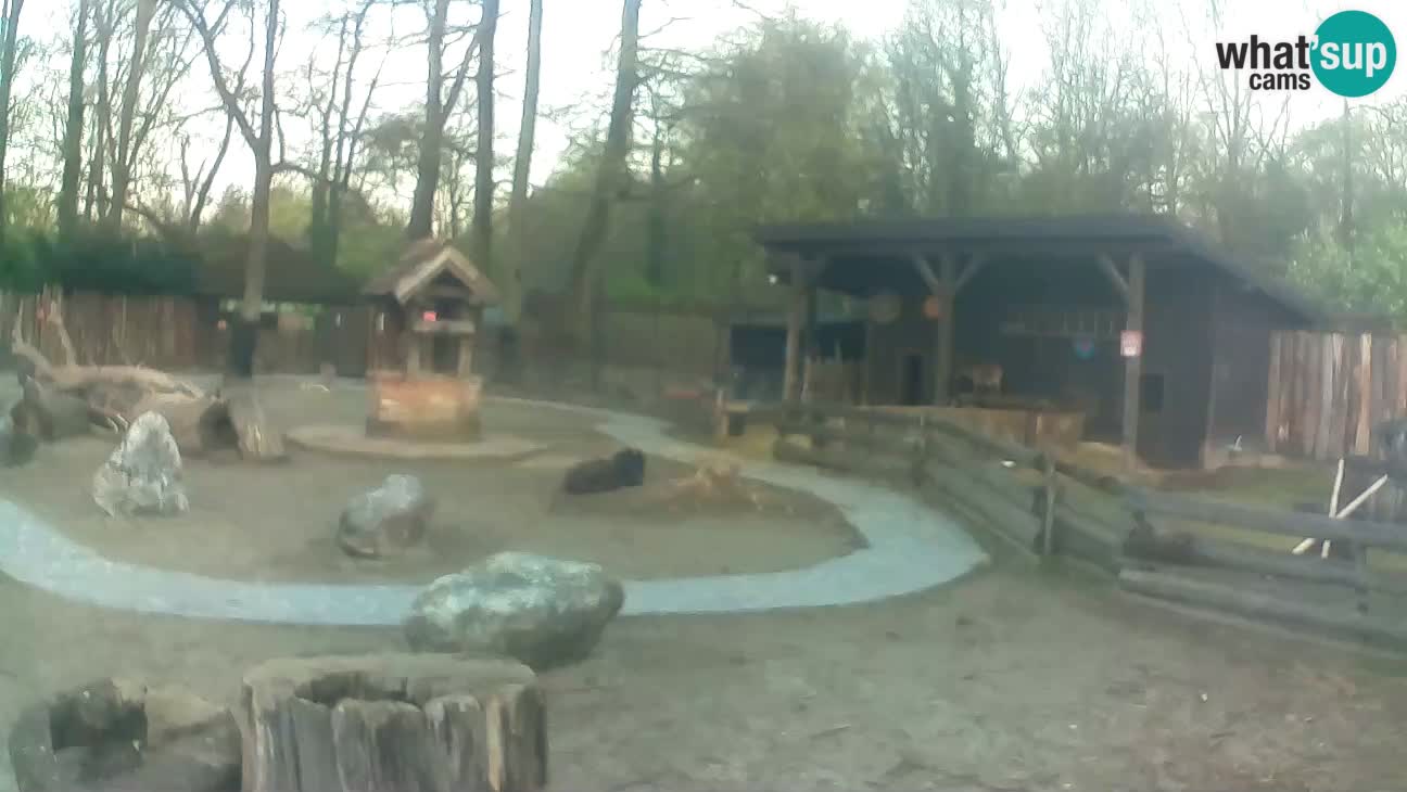 Zoo Zagreb – Brown Capuchin