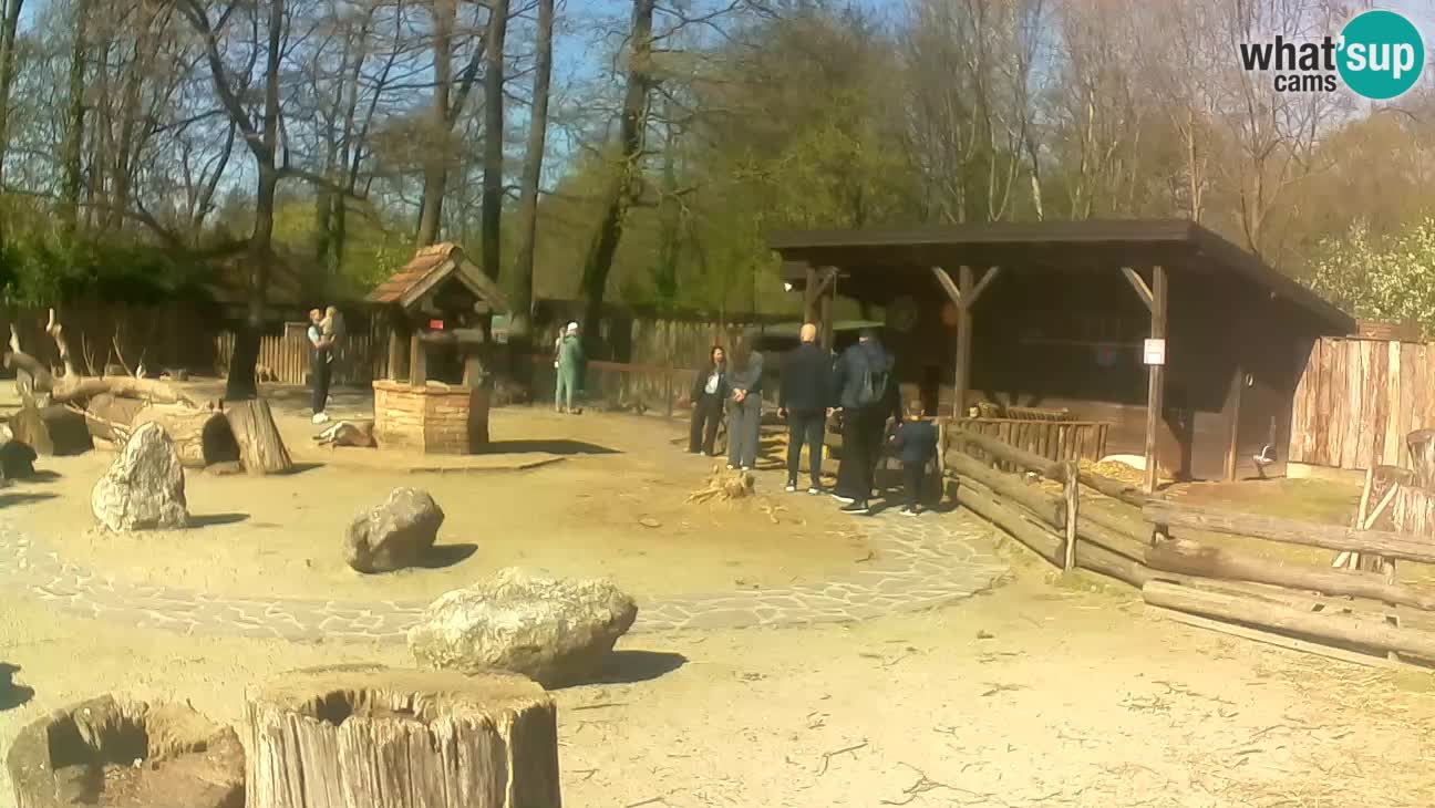 Zoo Zagreb – Cebus apella