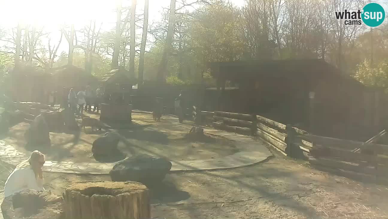 Zoo Zagreb – Haubenkapuziner