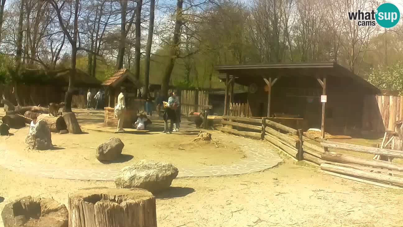 Zoo Zagreb – Haubenkapuziner