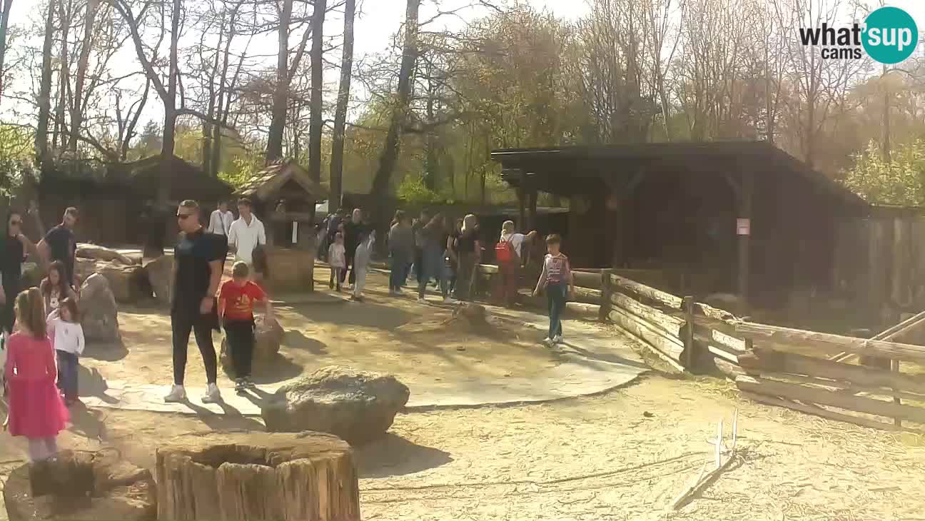 Zoo Zagreb – Cebus apella