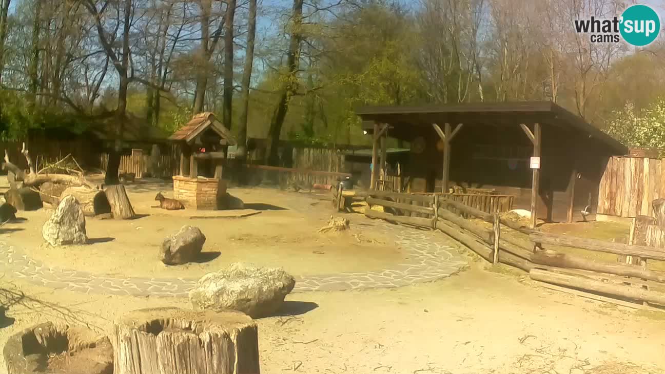 Zoo Zagreb – Cebo dai cornetti