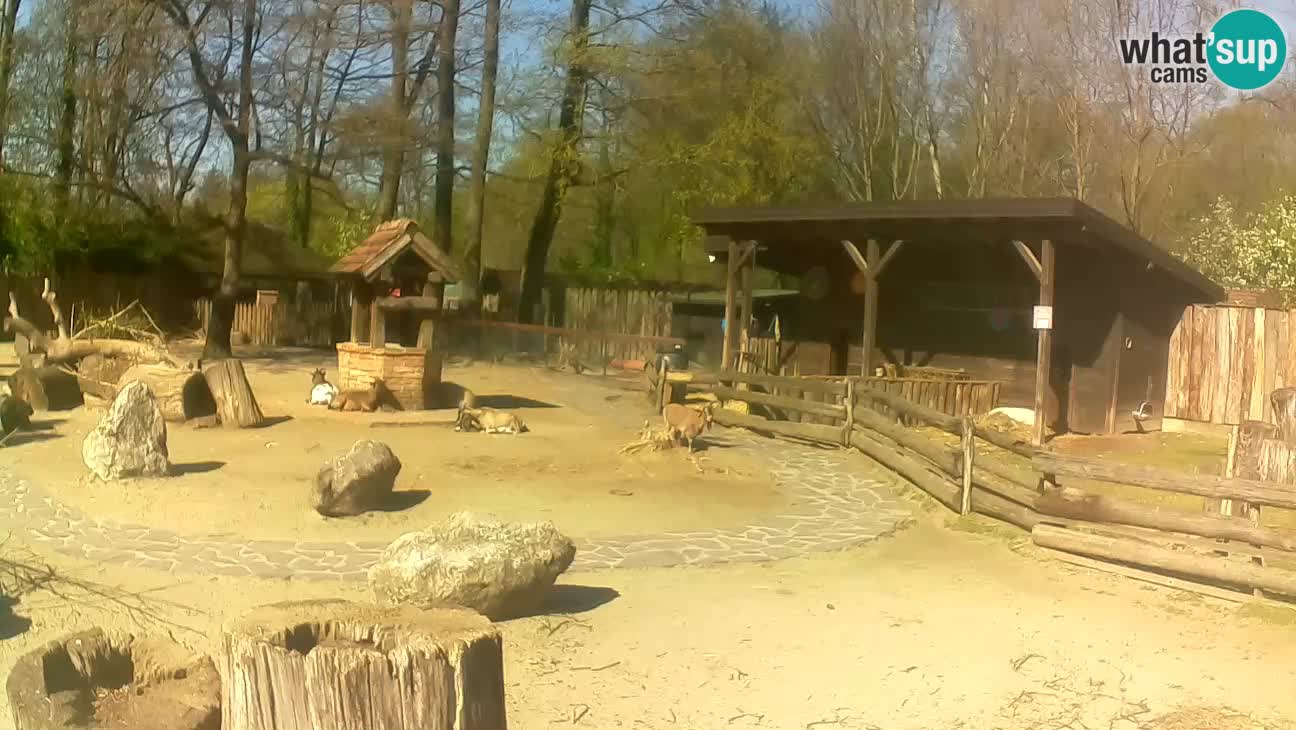 Zoo Zagreb – Brown Capuchin