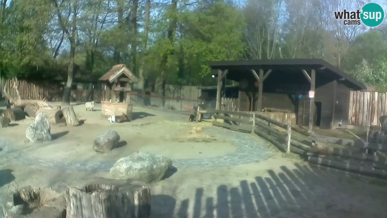 Zoo Zagreb – Haubenkapuziner