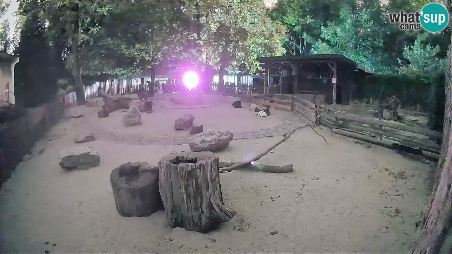 Zoo Zagreb – Brown Capuchin