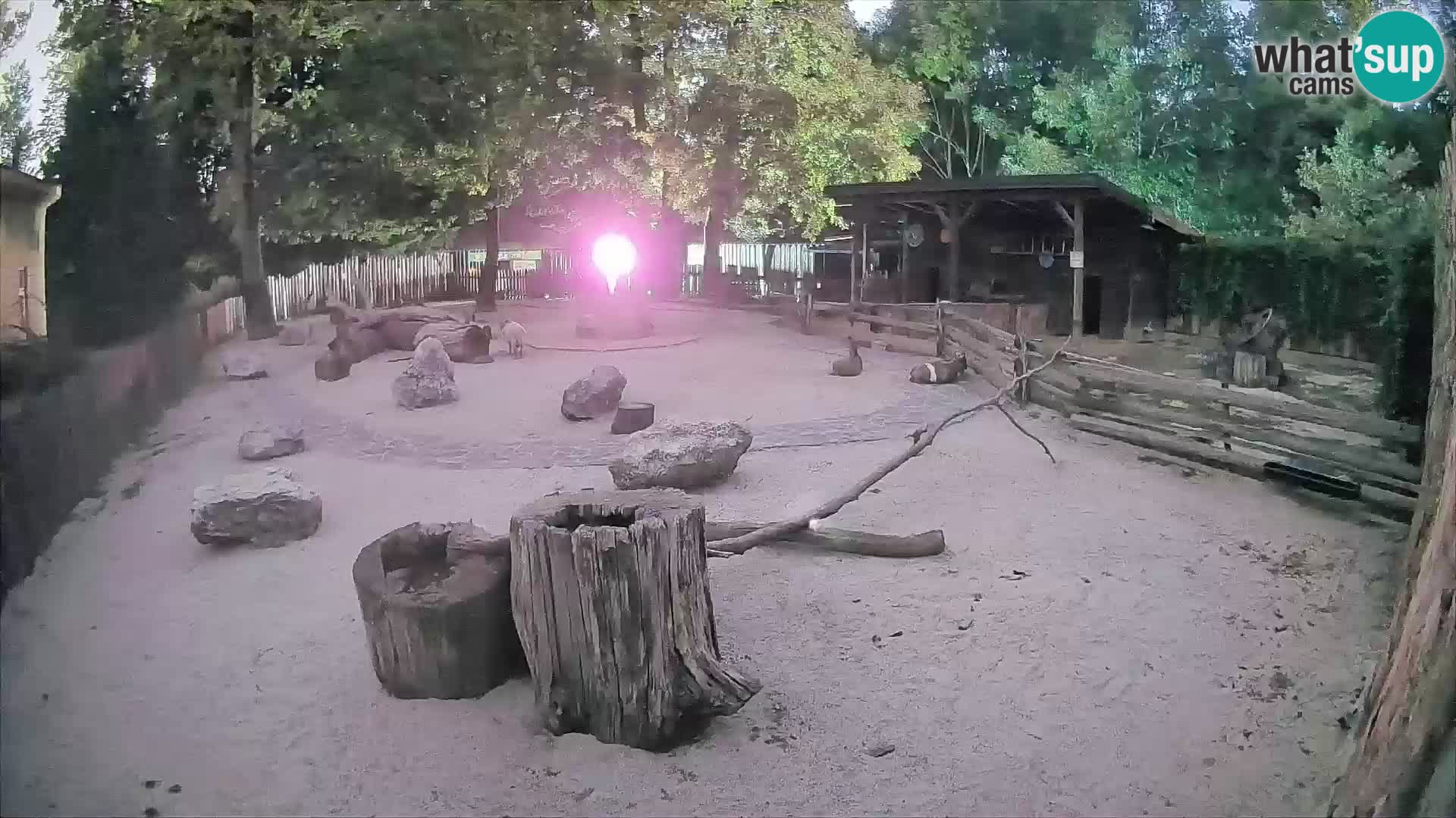 Zoo Zagreb –  Mono maicero