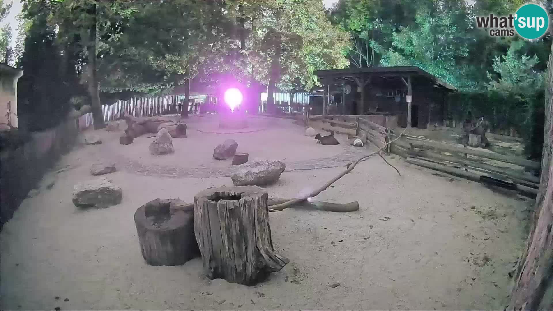 Zoo Zagreb – Rjava kapucinka