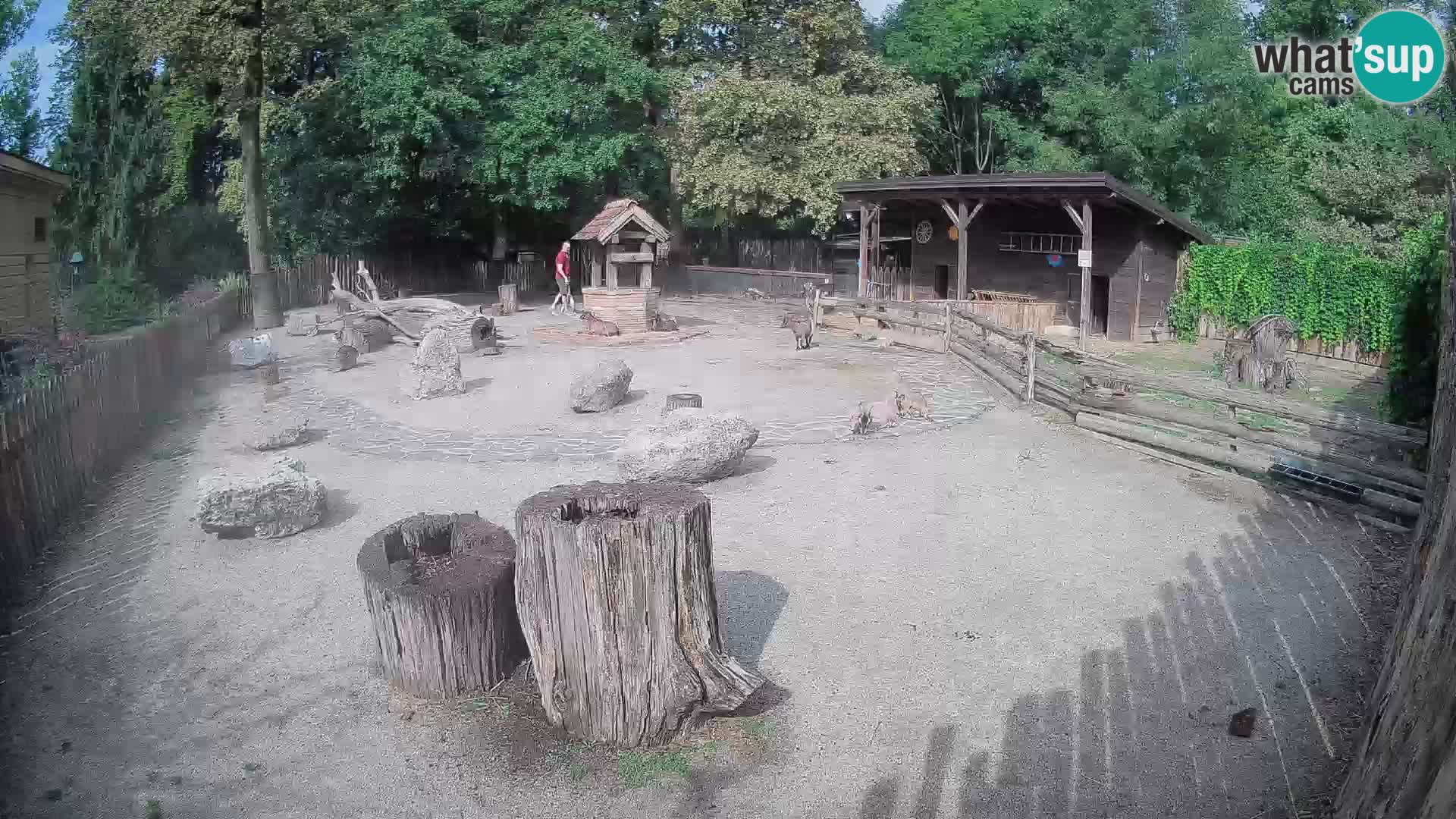 Zoo Zagreb – Cebo dai cornetti