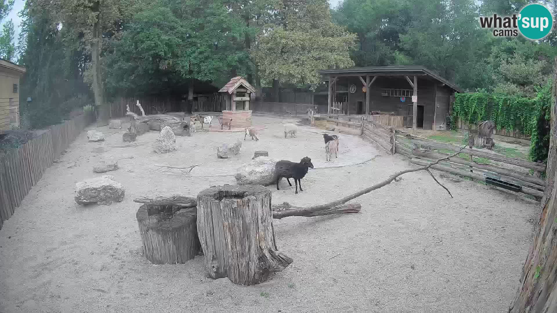 Zoo Zagreb – Cebo dai cornetti