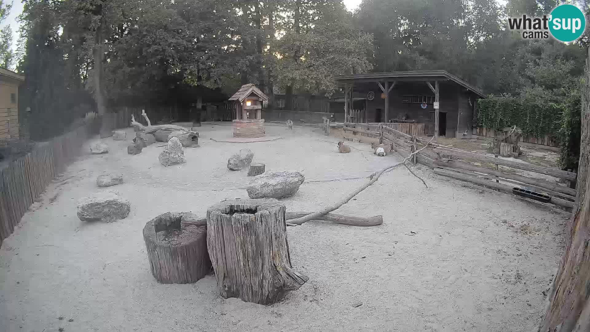 Zoo Zagreb – Cebus apella