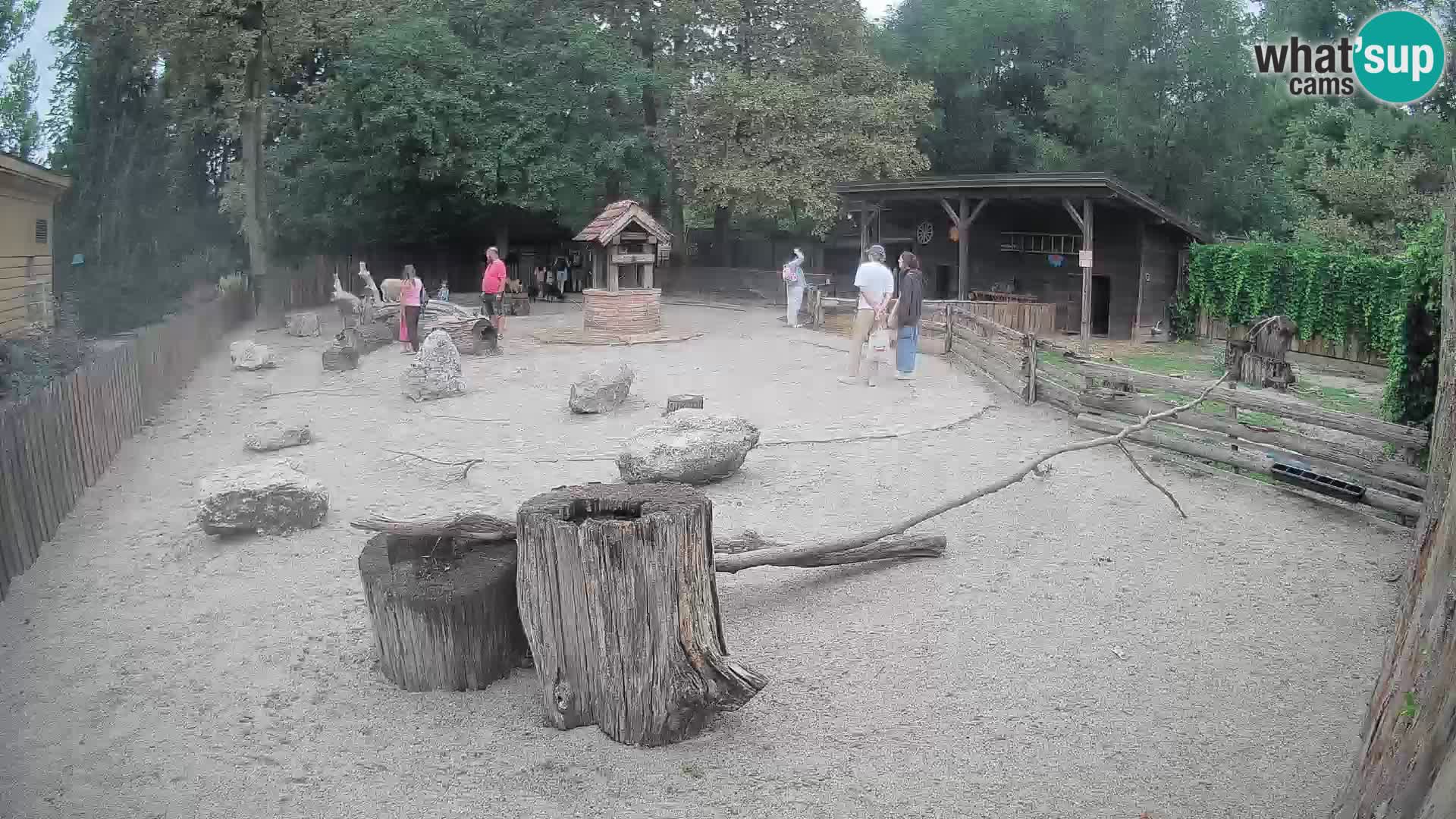Zoo Zagreb – Brown Capuchin