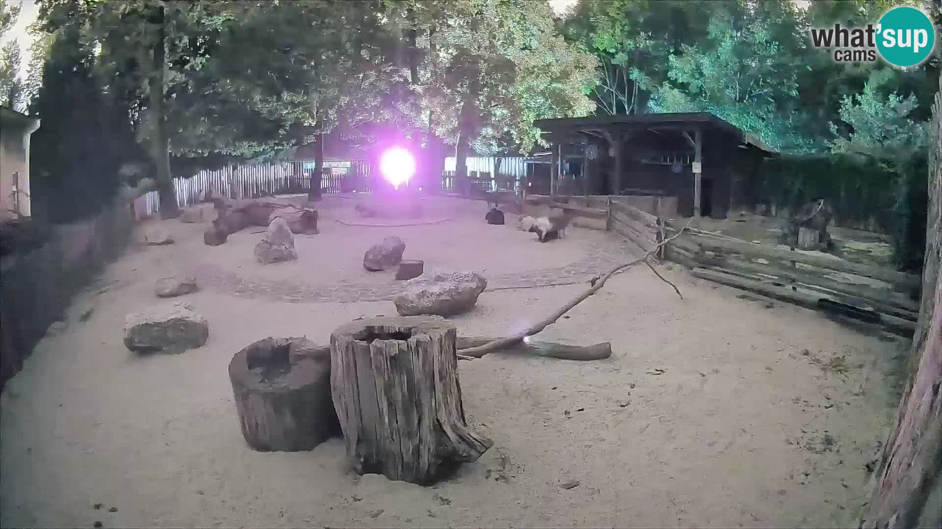 Zoo Zagreb –  Mono maicero