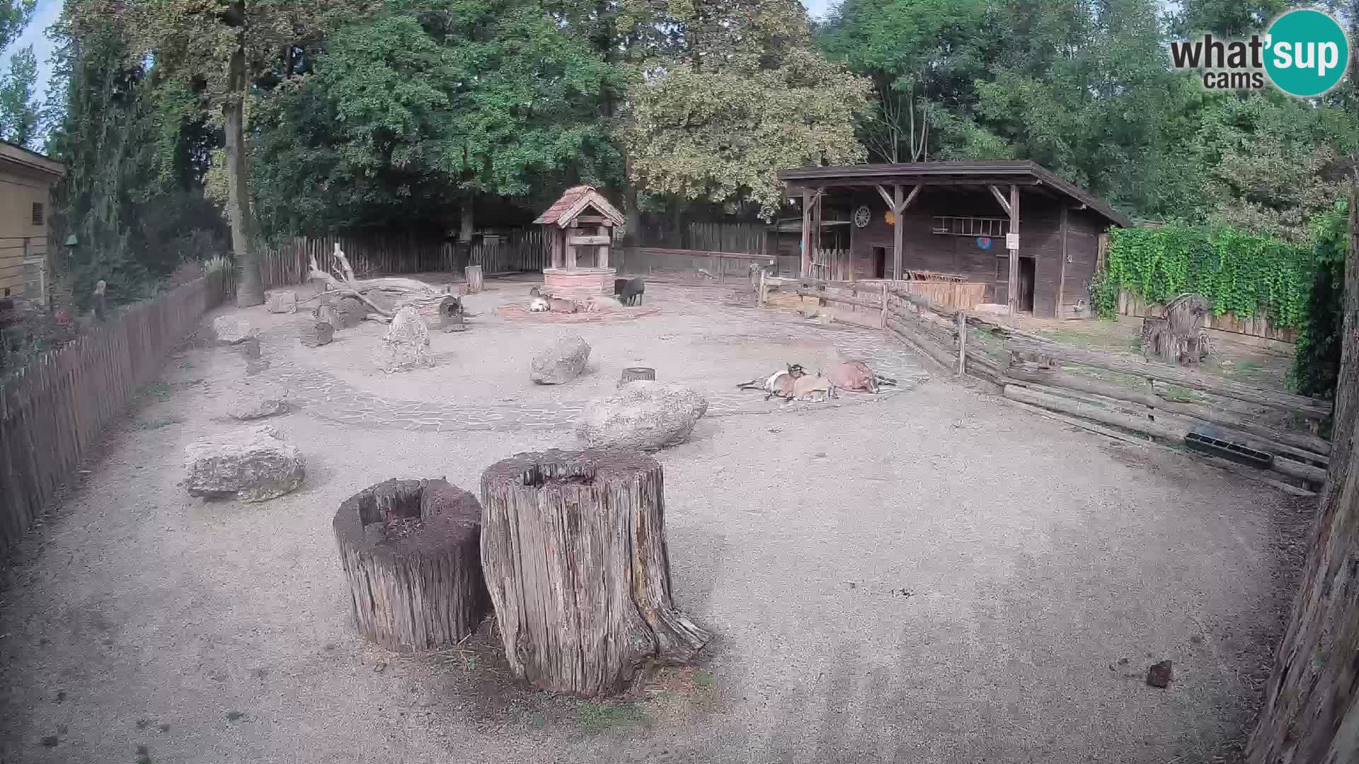 Zoo Zagreb – Cebus apella