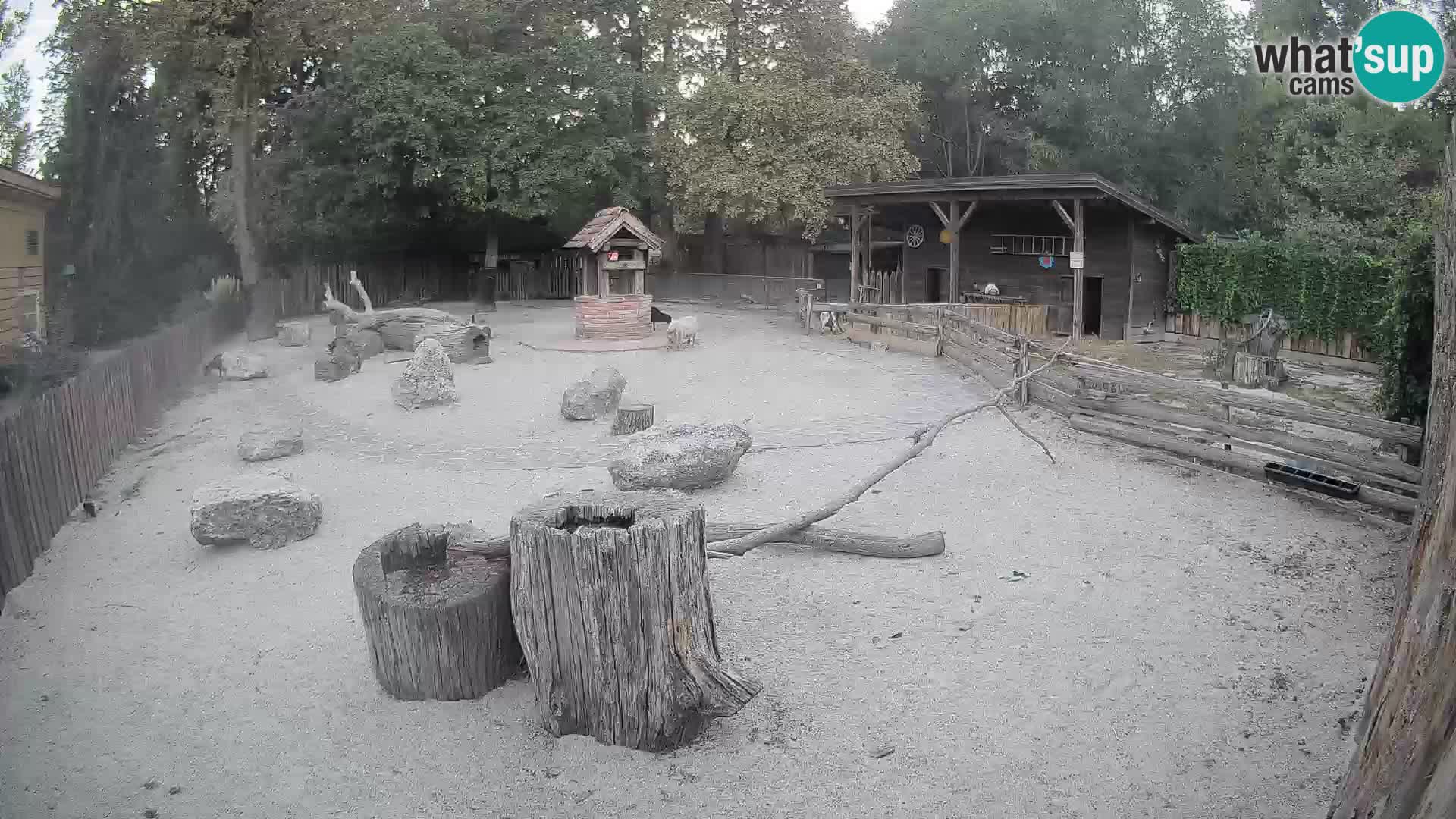 Zoo Zagreb – Brown Capuchin