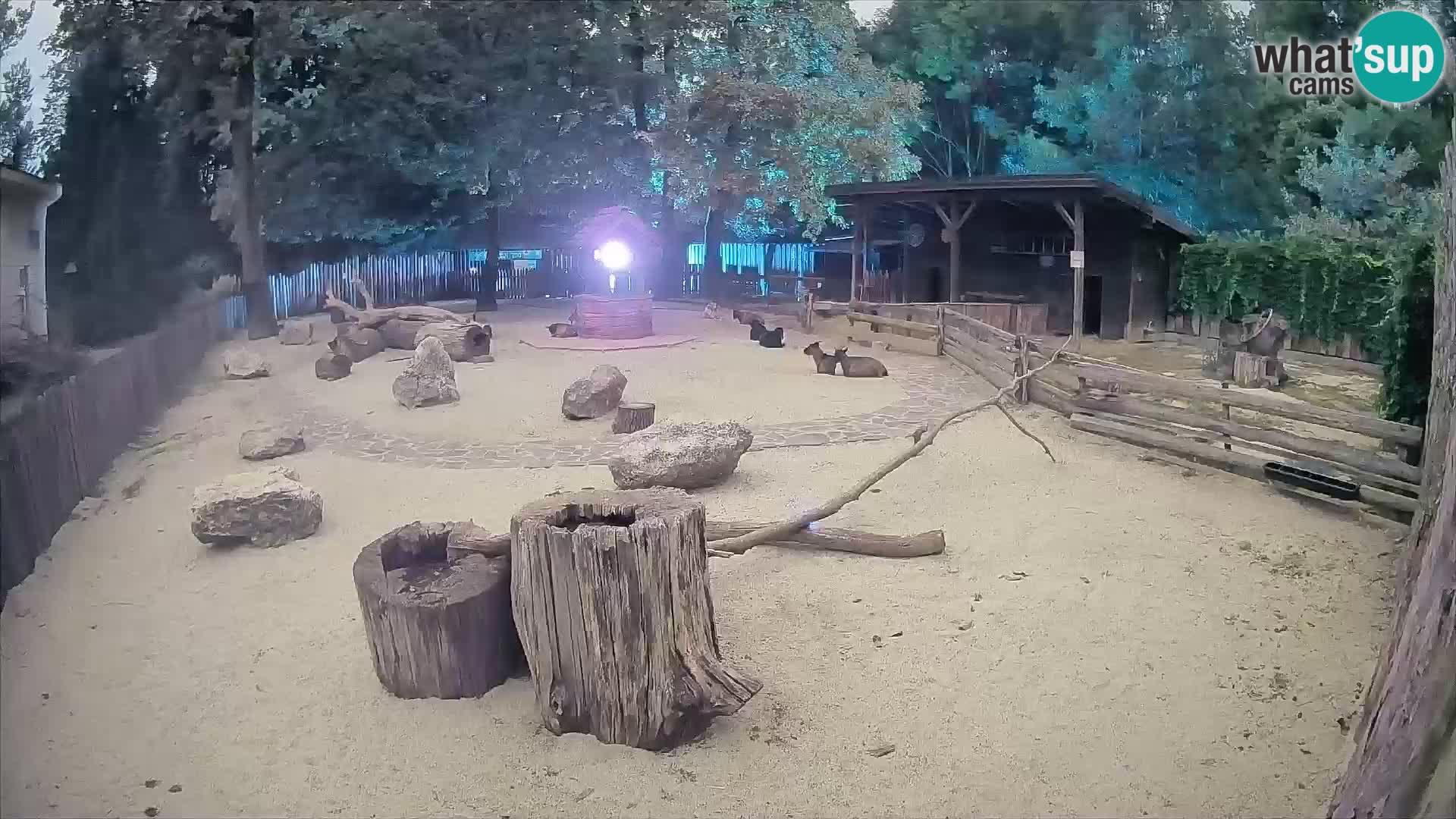 Zoo Zagreb – Cebus apella