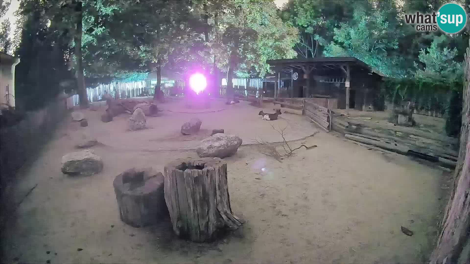 Zoo Zagreb – Brown Capuchin