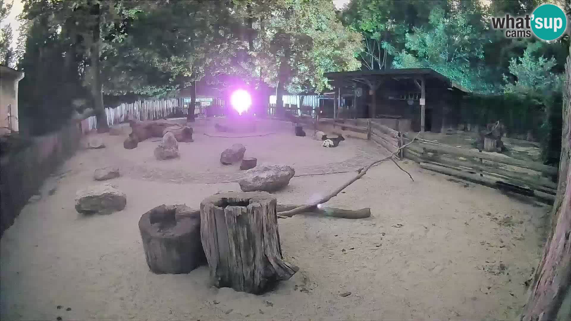 Zoo Zagreb – Cebo dai cornetti
