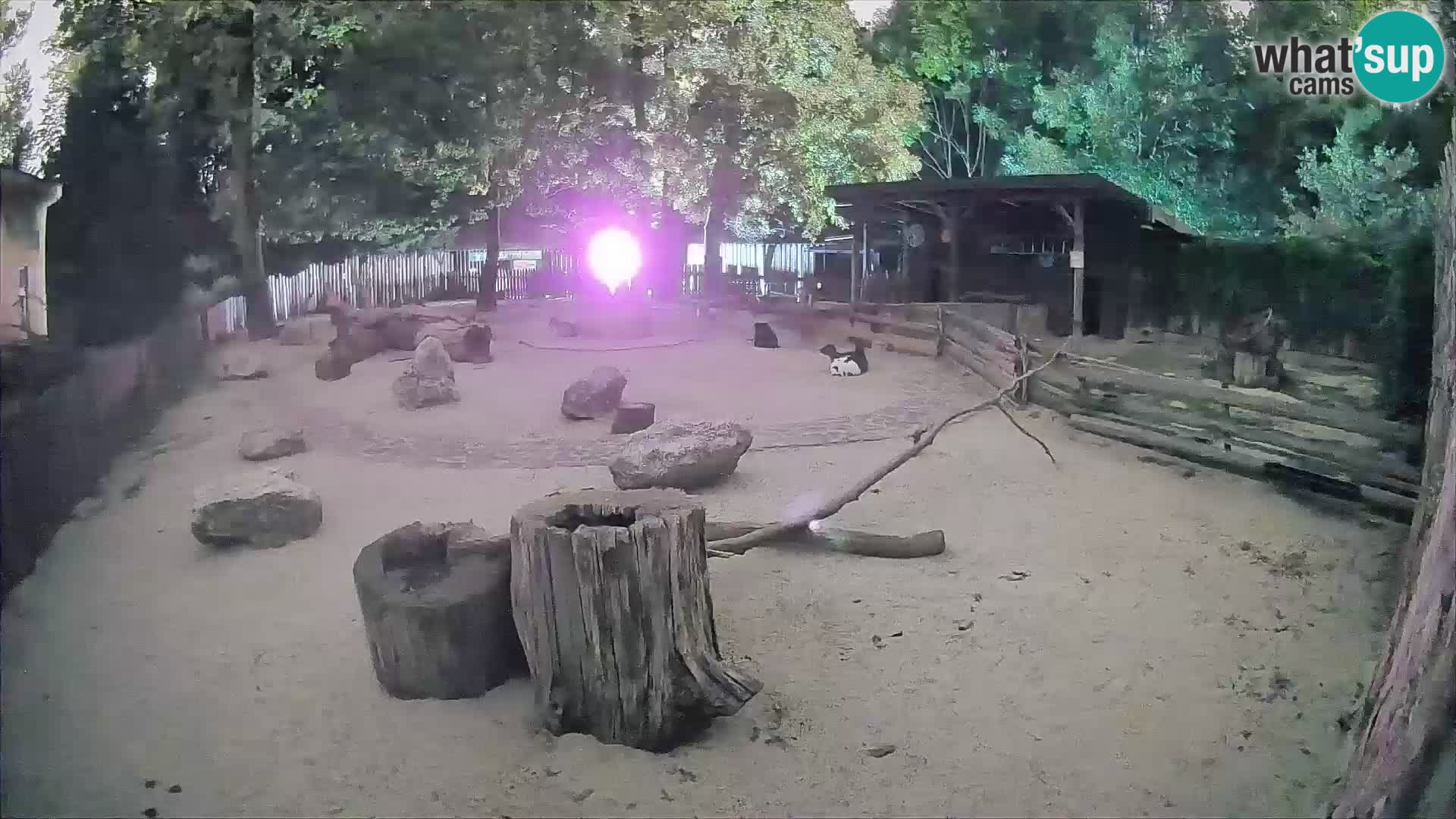 Zoo Zagreb – Rjava kapucinka
