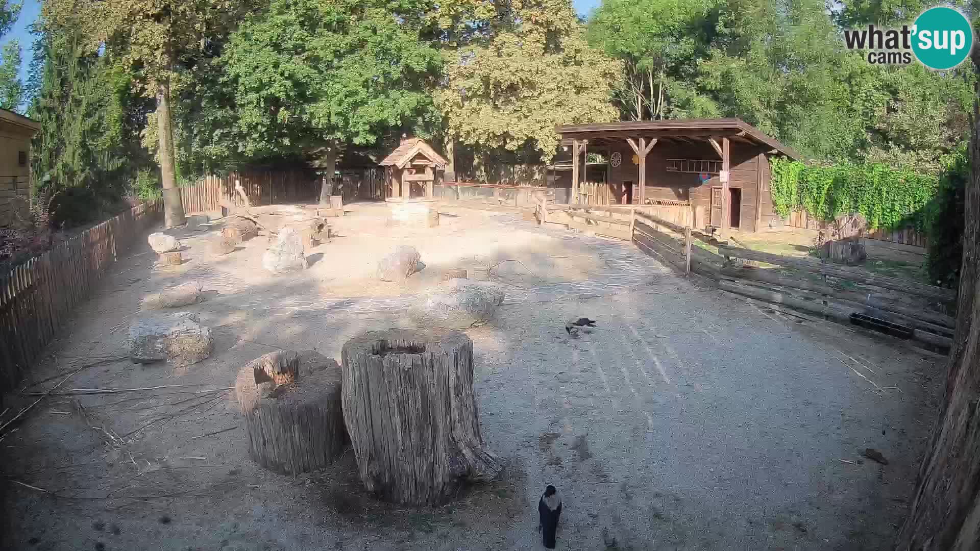 Zoo Zagreb – Brown Capuchin